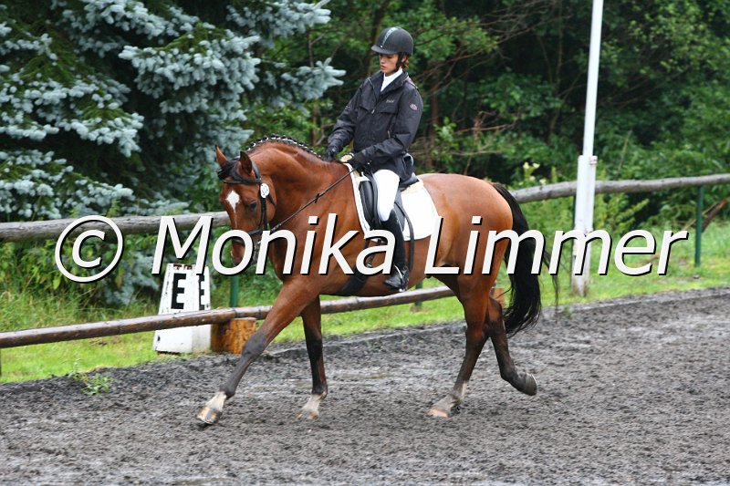 007L6926_Scalari_Dresspferde A.JPG